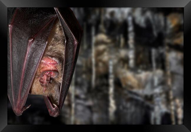 Greater Horseshoe Bat in Cave Framed Print by Arterra 