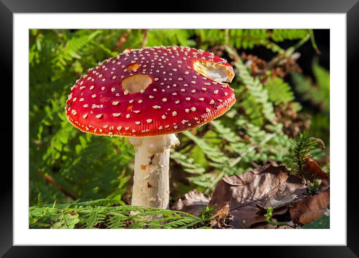 Fly Agaric in Autumn Forest Framed Mounted Print by Arterra 