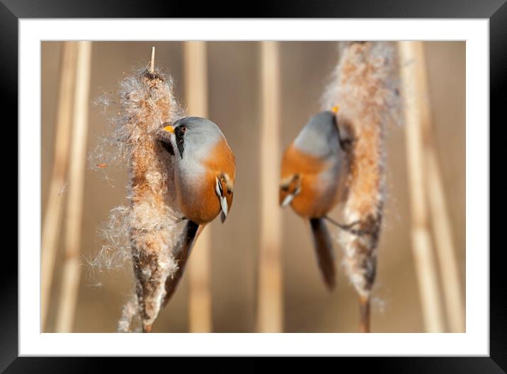 Bearded Tits in Reed Bed Framed Mounted Print by Arterra 