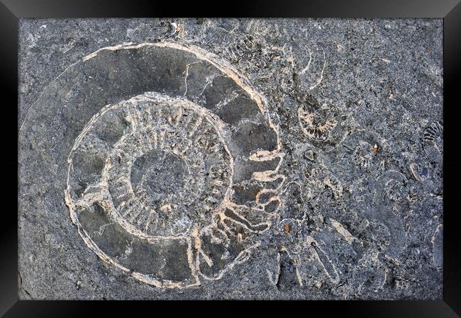 Ammonite fossils at Lyme Regis, Dorset Framed Print by Arterra 