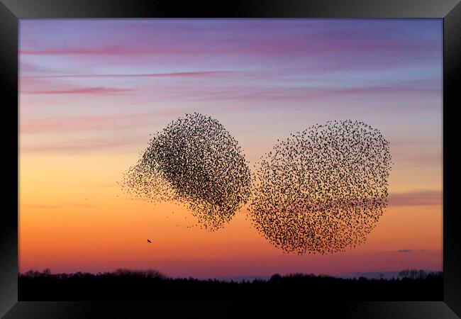 Bird of Prey and Starling Murmuration at Sunset Framed Print by Arterra 