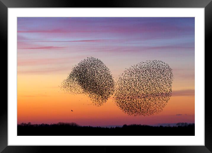 Bird of Prey and Starling Murmuration at Sunset Framed Mounted Print by Arterra 