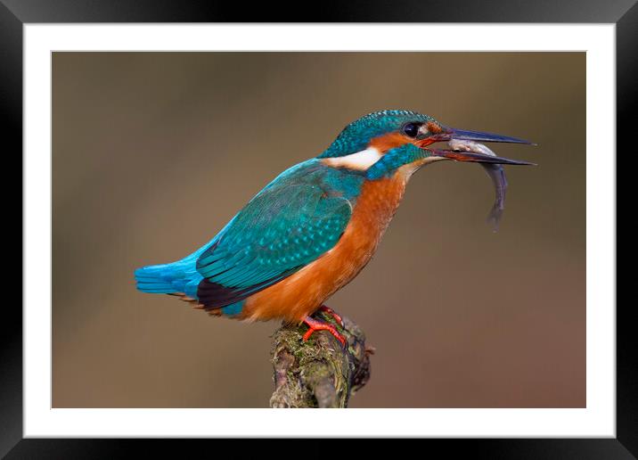 Common Kingfisher with Fish Framed Mounted Print by Arterra 