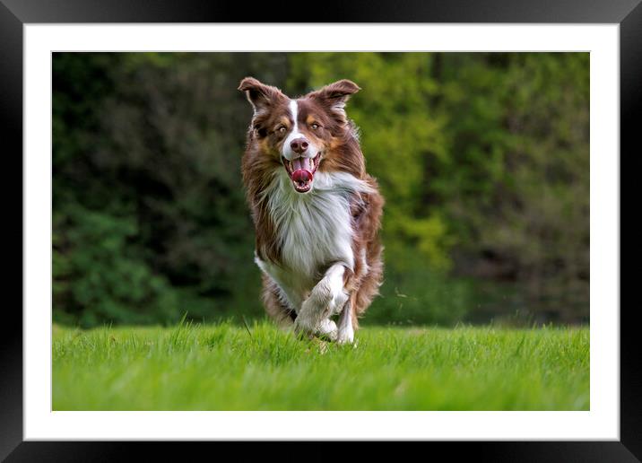 Border Collie Running in Garden Framed Mounted Print by Arterra 