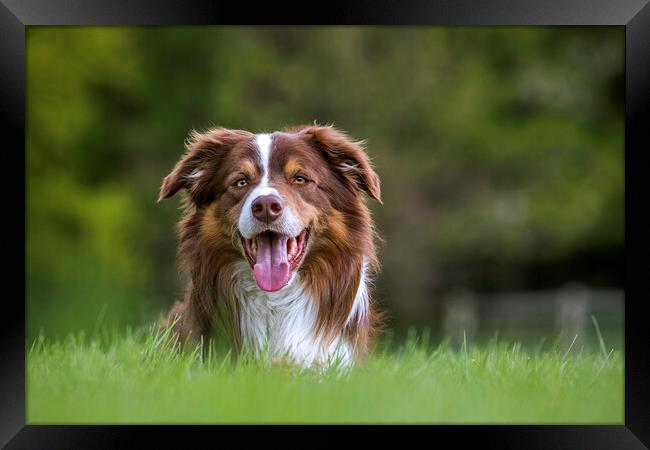 Border Collie Framed Print by Arterra 