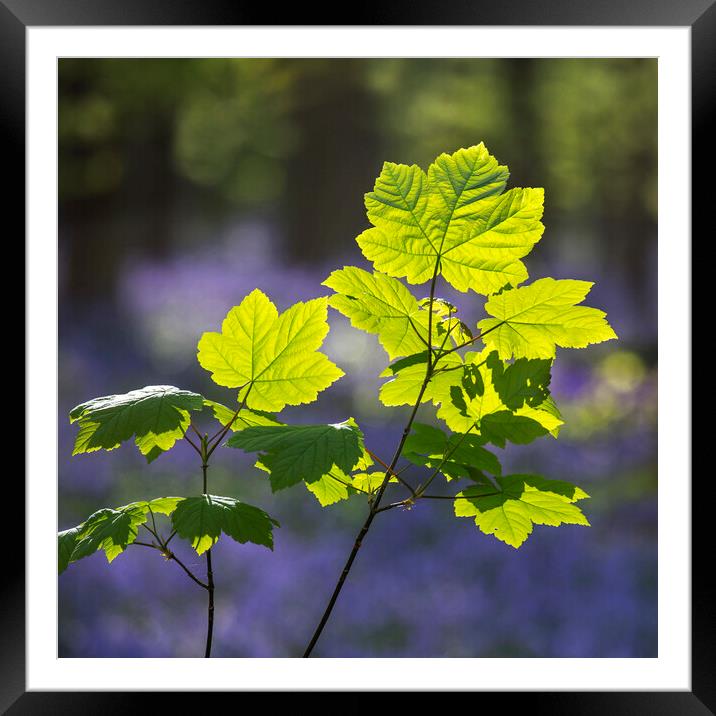 Sycamore Maple Leaves in Spring Framed Mounted Print by Arterra 