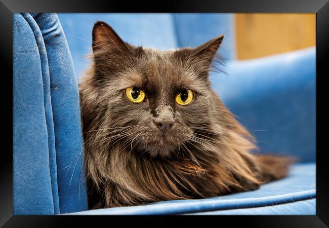 Persian Longhair Cat in Blue Sofa Framed Print by Arterra 