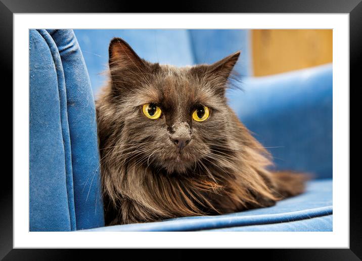 Persian Longhair Cat in Blue Sofa Framed Mounted Print by Arterra 