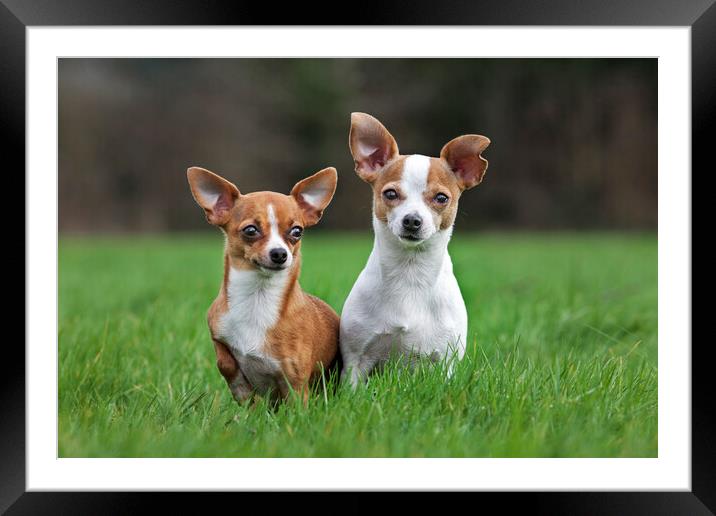 Two Chihuahuas in Garden Framed Mounted Print by Arterra 