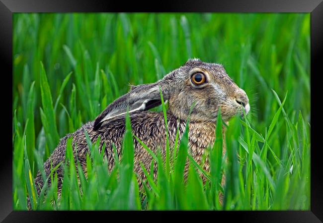 European Brown Hare Framed Print by Arterra 