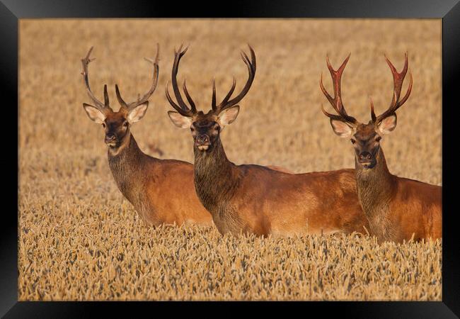 Three Red Deer Stags in Wheat Field Framed Print by Arterra 