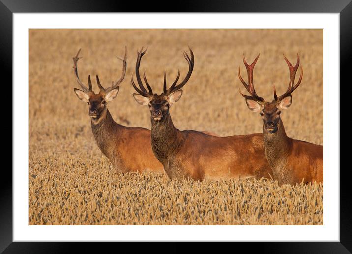 Three Red Deer Stags in Wheat Field Framed Mounted Print by Arterra 