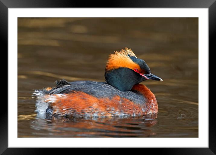 Horned Grebe Framed Mounted Print by Arterra 