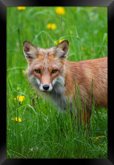 Red Fox in Meadow Framed Print by Arterra 