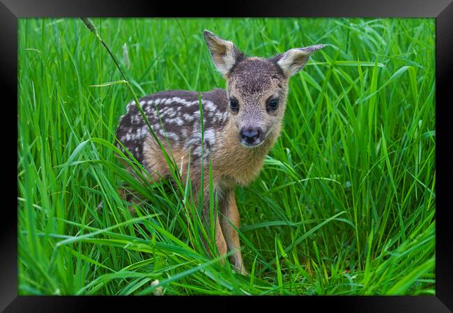 Roe Deer Fawn in Meadow Framed Print by Arterra 