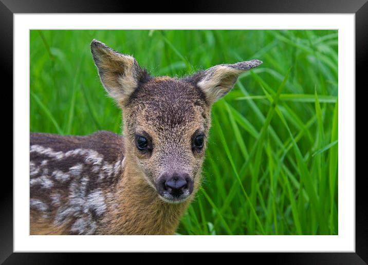 Baby Roe Deer Framed Mounted Print by Arterra 