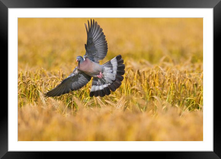 Wood Pigeon in Farmland Framed Mounted Print by Arterra 