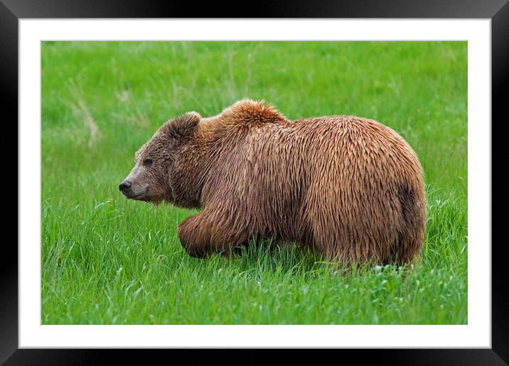 Big Brown Bear Framed Mounted Print by Arterra 