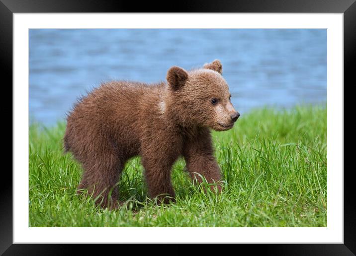 Brown Bear Cub on Riverbank Framed Mounted Print by Arterra 