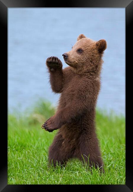 Brown Bear Cub Standing Up Framed Print by Arterra 