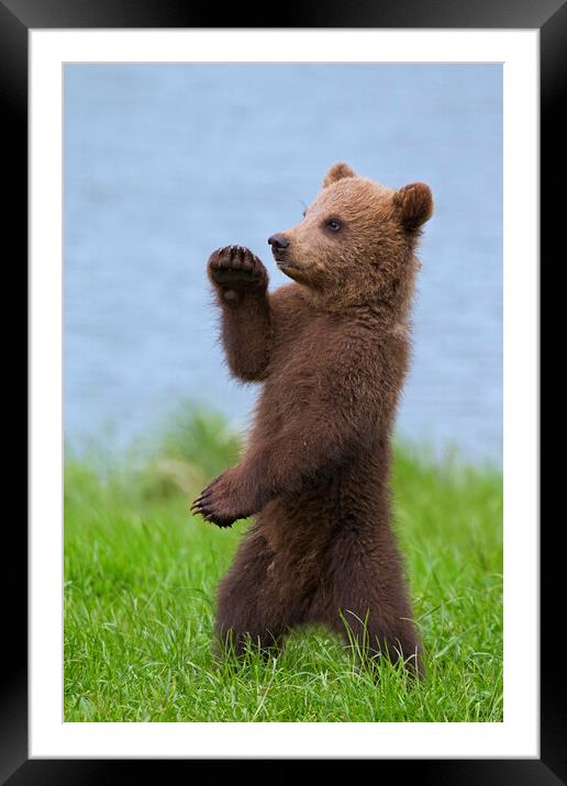 Brown Bear Cub Standing Up Framed Mounted Print by Arterra 