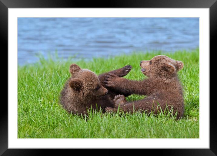 Two Playing Brown Bear Cubs Framed Mounted Print by Arterra 