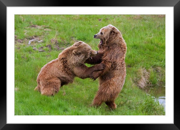 Bear Fight Framed Mounted Print by Arterra 