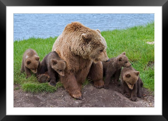 Brown Bear with Cubs Framed Mounted Print by Arterra 
