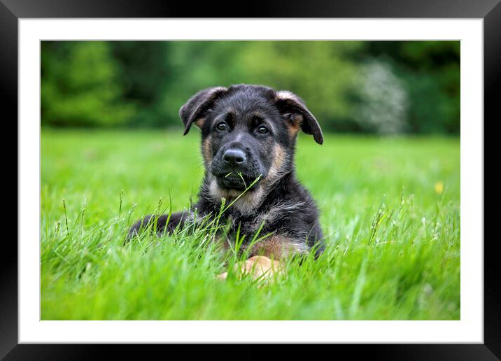 German Shepherd Dog Pup in Garden Framed Mounted Print by Arterra 