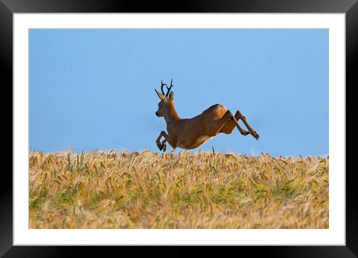 Roe Deer Fleeing Framed Mounted Print by Arterra 