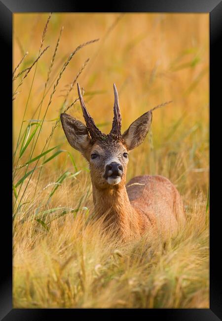 Roe Deer Buck in Cornfield Framed Print by Arterra 