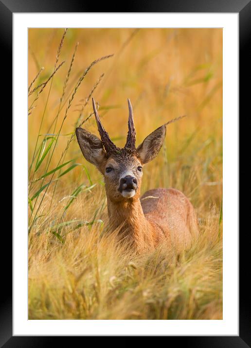 Roe Deer Buck in Cornfield Framed Mounted Print by Arterra 