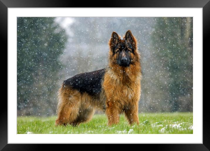 German Shepherd Dog in the Snow Framed Mounted Print by Arterra 