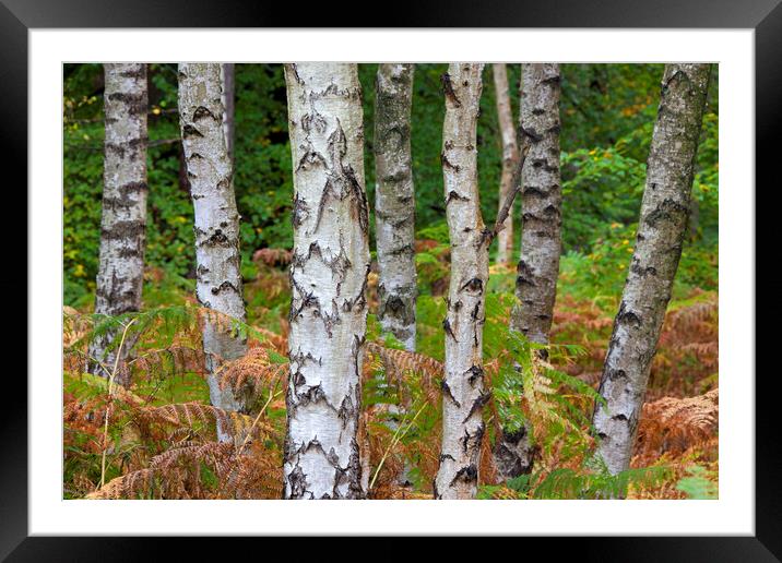Silver Birch Trees and Bracken Framed Mounted Print by Arterra 