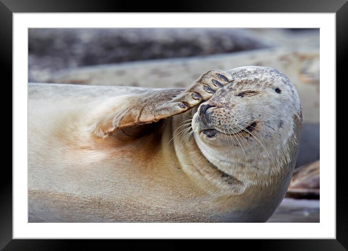 Harbour Seal Scratching Head Framed Mounted Print by Arterra 