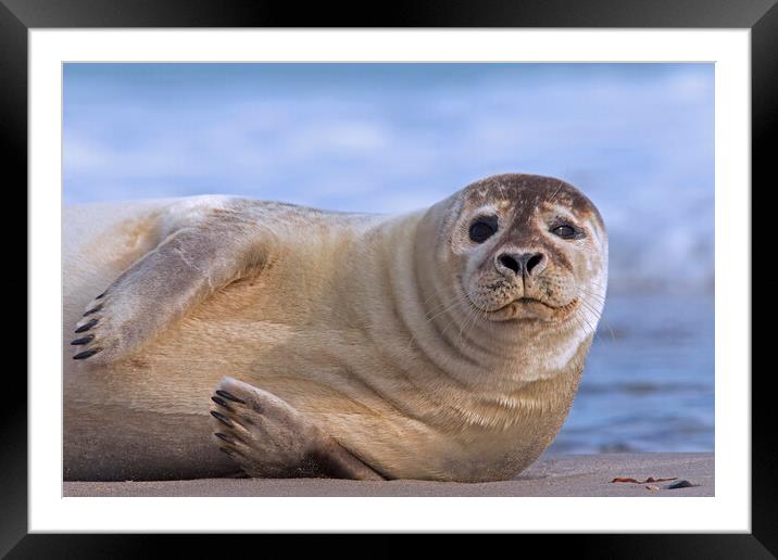 Common Seal Resting on Beach Framed Mounted Print by Arterra 