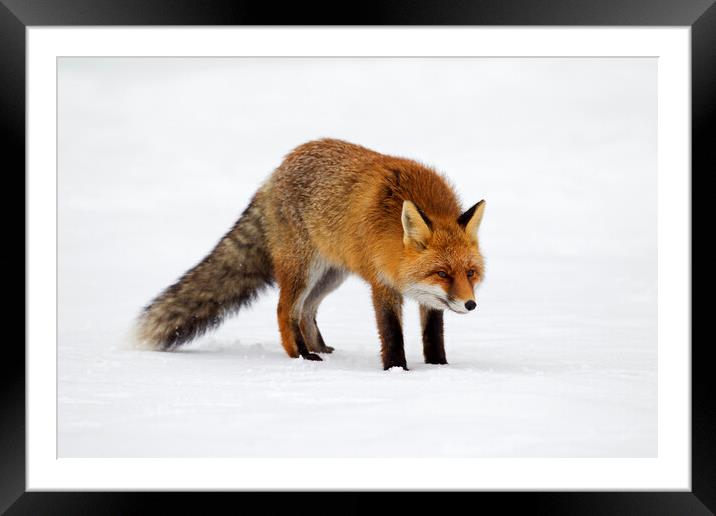 Red Fox Hunting in Winter Framed Mounted Print by Arterra 