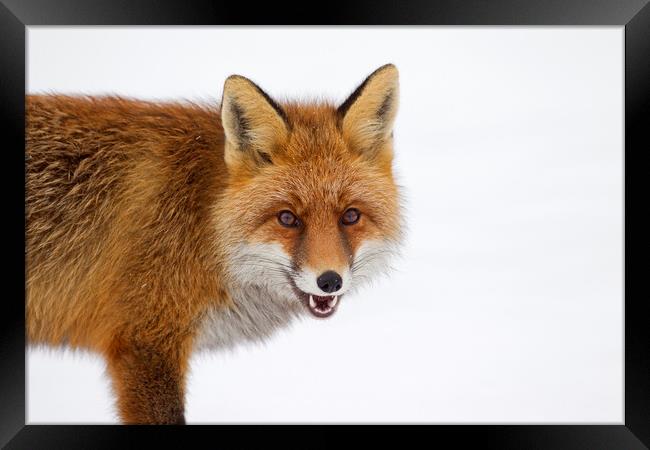 Red Fox in the Snow in Winter Framed Print by Arterra 