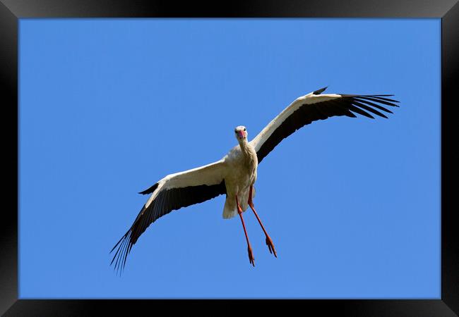 White Stork Landing Framed Print by Arterra 