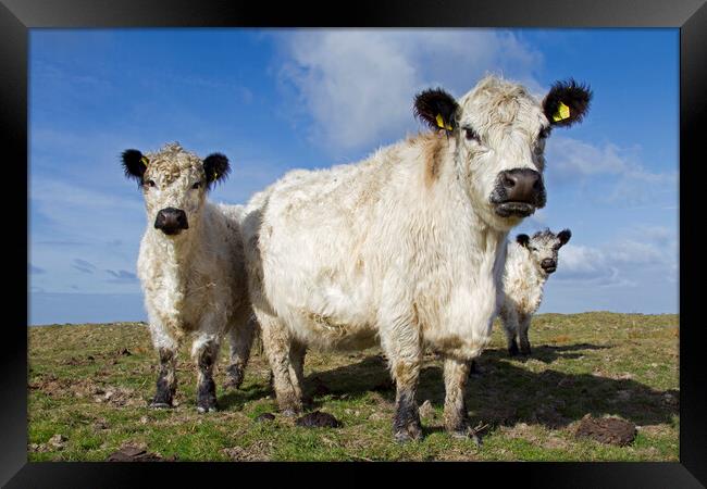 White Galloways in Field Framed Print by Arterra 