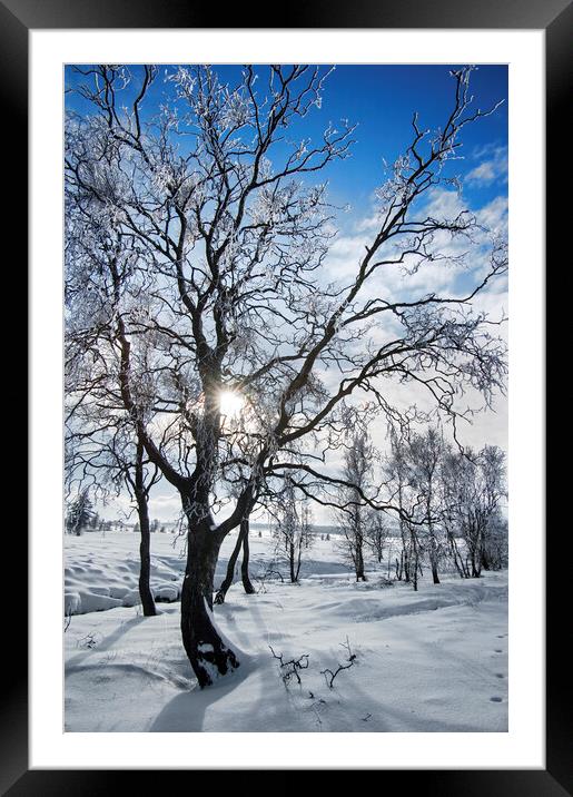 Frost covered Birch Trees Framed Mounted Print by Arterra 