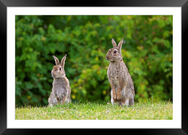 Two Curious Rabbits in Field Framed Mounted Print by Arterra 