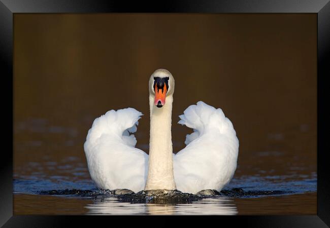 Mute Swan Framed Print by Arterra 