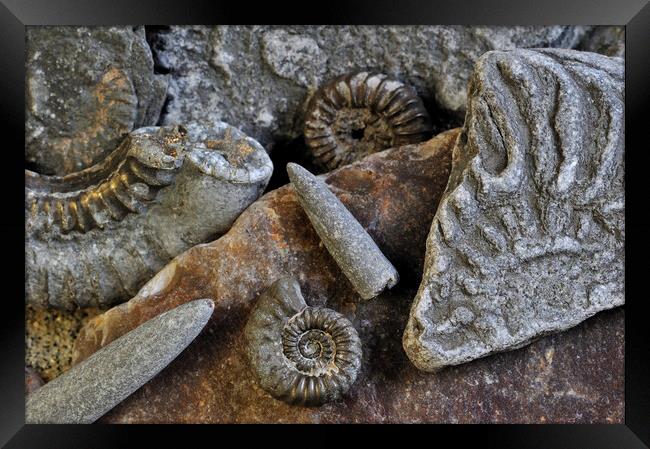 Ammonite Fossils on Beach, Lyme Regis Framed Print by Arterra 