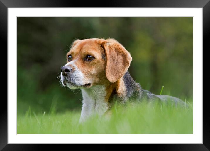 Tricolour Beagle Framed Mounted Print by Arterra 
