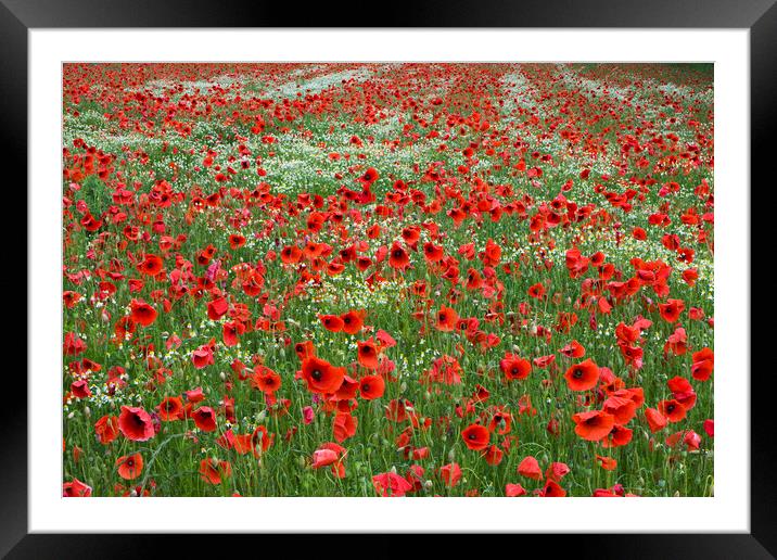 Red Poppy Field Framed Mounted Print by Arterra 