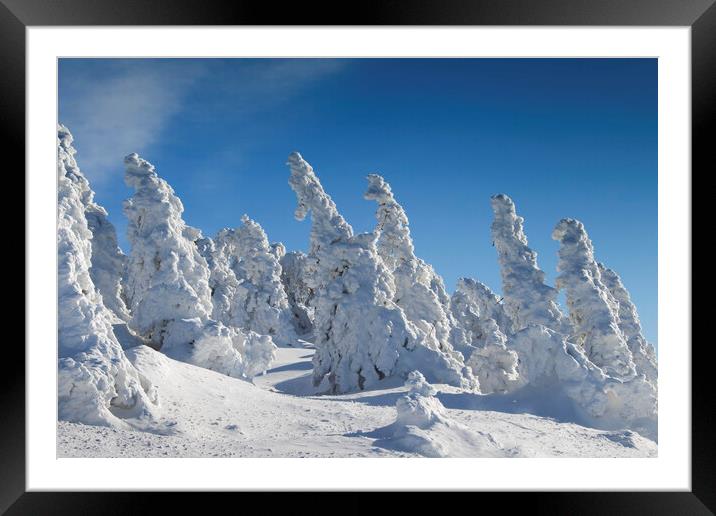 Spruce Trees in Winter Framed Mounted Print by Arterra 