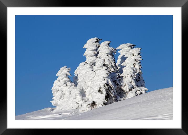 Snow Covered Spruce Trees Framed Mounted Print by Arterra 