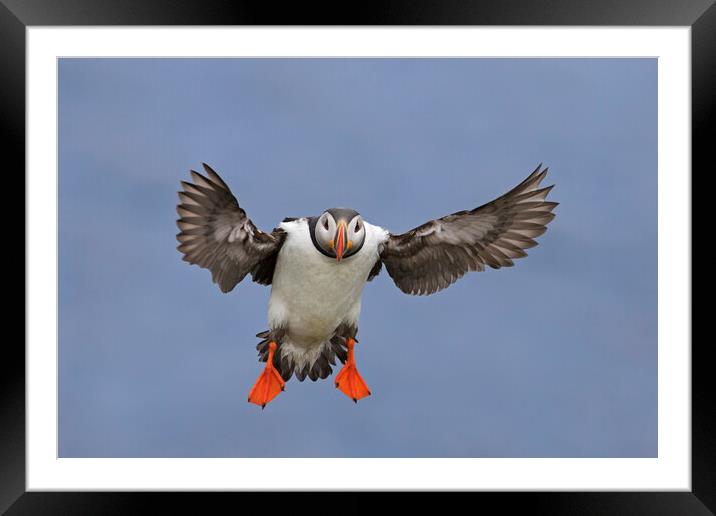 Atlantic Puffin Ready for Landing Framed Mounted Print by Arterra 
