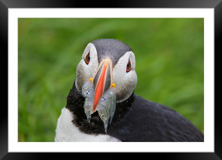 Atlantic Puffin with Fish in Beak Framed Mounted Print by Arterra 